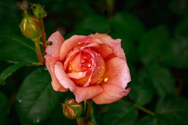 Çiçek açan güzel kokulu gül. Washington Park Gül Bahçesi, Portland, Oregon