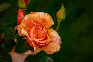Çiçek açan güzel kokulu gül. Washington Park Gül Bahçesi, Portland, Oregon
