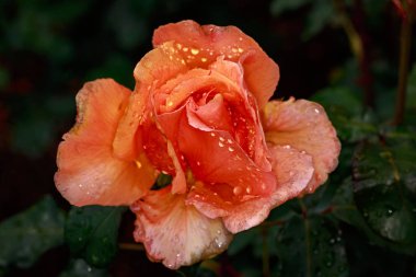 Çiçek açan güzel kokulu gül. Washington Park Gül Bahçesi, Portland, Oregon