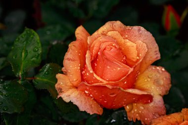 Çiçek açan güzel kokulu gül. Washington Park Gül Bahçesi, Portland, Oregon