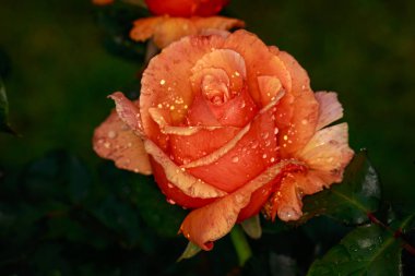 Çiçek açan güzel kokulu gül. Washington Park Gül Bahçesi, Portland, Oregon