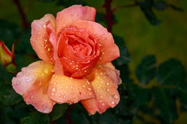 Çiçek açan güzel kokulu gül. Washington Park Gül Bahçesi, Portland, Oregon