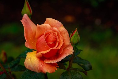 Çiçek açan güzel kokulu gül. Washington Park Gül Bahçesi, Portland, Oregon