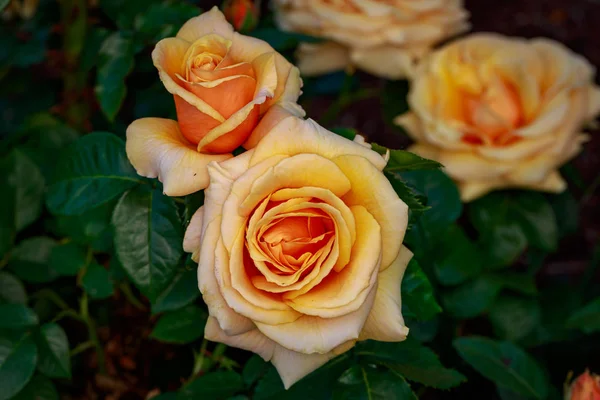Pachnąca Róża Pełnym Rozkwicie Washington Park Rose Garden Portland Oregon — Zdjęcie stockowe