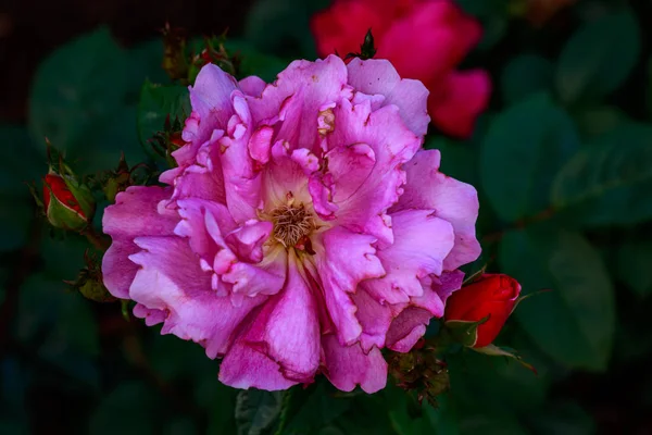 Rosa Fragante Plena Floración Washington Park Rose Garden Portland Oregon —  Fotos de Stock