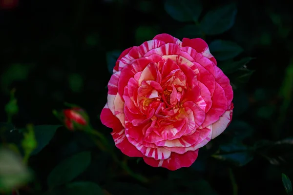 Rosa Profumata Fiore Pieno Washington Park Rose Garden Portland Oregon — Foto Stock