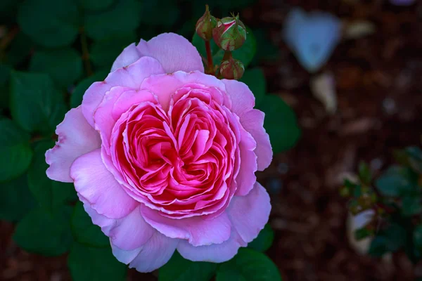 Geurende Roos Volle Bloei Washington Park Rose Garden Portland Oregon — Stockfoto