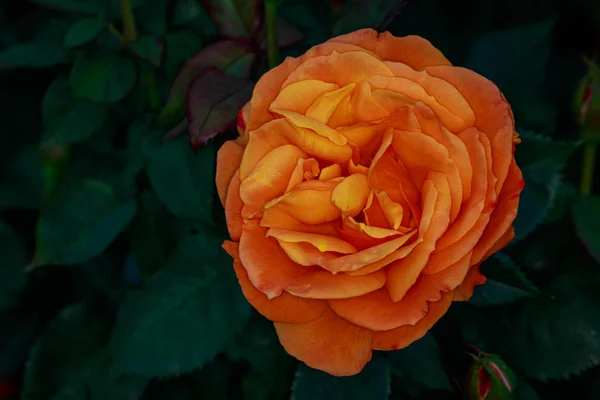 Rosa Fragante Plena Floración Washington Park Rose Garden Portland Oregon — Foto de Stock