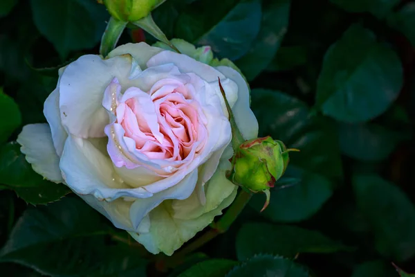 Rosa Fragante Plena Floración Washington Park Rose Garden Portland Oregon — Foto de Stock