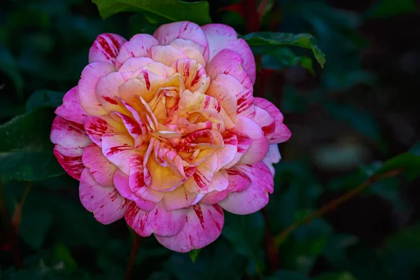 Rose Parfumée Pleine Fleur Jardin Roses Washington Park Portland Oregon — Photo