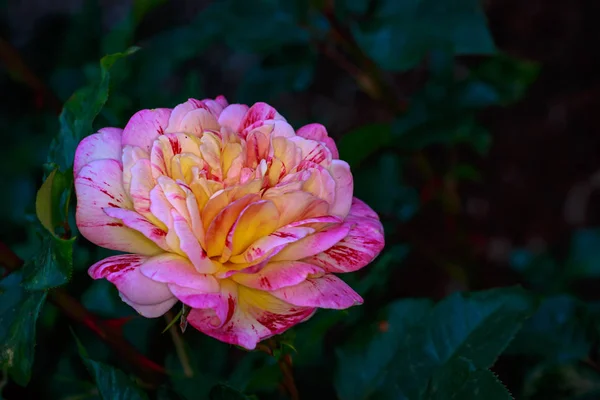 Rosa Fragante Plena Floración Washington Park Rose Garden Portland Oregon —  Fotos de Stock