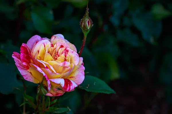 Rosa Fragante Plena Floración Washington Park Rose Garden Portland Oregon — Foto de Stock