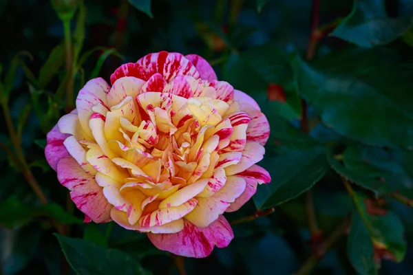 Rosa Fragante Plena Floración Washington Park Rose Garden Portland Oregon — Foto de Stock