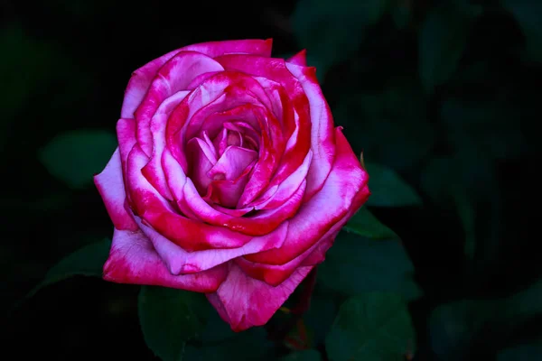 Duftende Rose Voller Blüte Washington Park Rose Garden Portland Oregon — Stockfoto