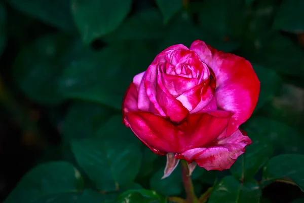 Çiçek Açan Güzel Kokulu Gül Washington Park Gül Bahçesi Portland — Stok fotoğraf