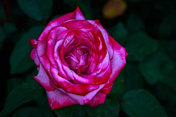 Rose Parfumée Pleine Fleur Jardin Roses Washington Park Portland Oregon — Photo