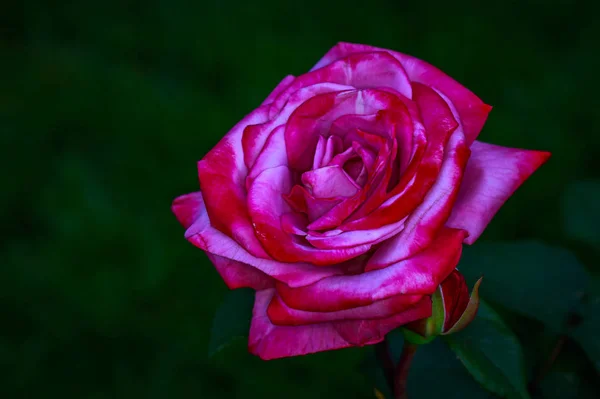 Rosa Fragante Plena Floración Washington Park Rose Garden Portland Oregon — Foto de Stock