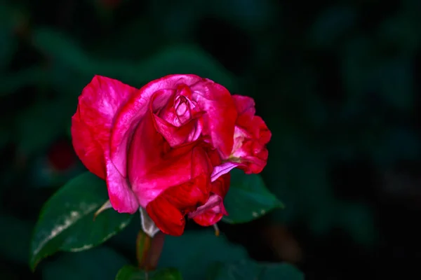 Duftende Rose Voller Blüte Washington Park Rose Garden Portland Oregon — Stockfoto