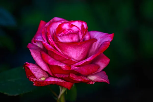 Rosa Fragante Plena Floración Washington Park Rose Garden Portland Oregon — Foto de Stock