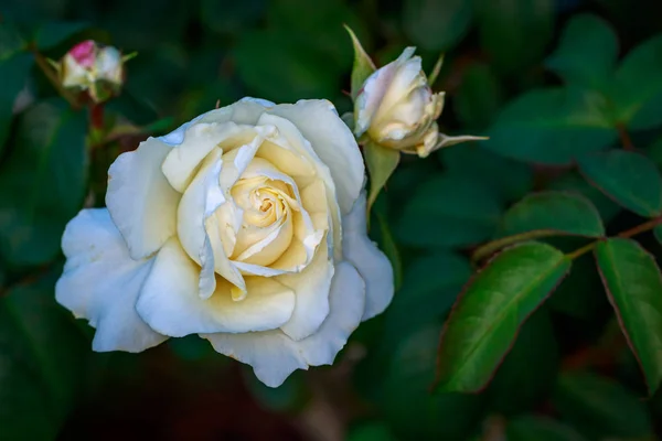 Doftande Ros Full Blom Washington Park Rose Garden Portland Oregon — Stockfoto