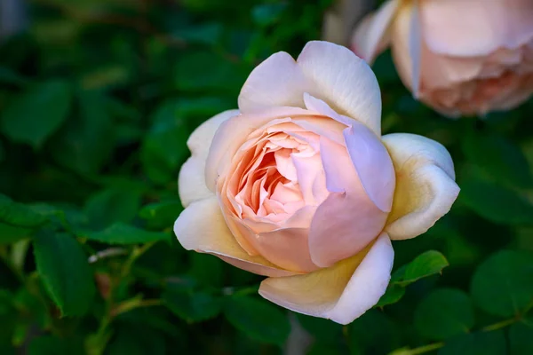 Rosa Fragante Plena Floración Washington Park Rose Garden Portland Oregon — Foto de Stock