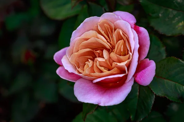 Rosa Fragante Plena Floración Washington Park Rose Garden Portland Oregon — Foto de Stock