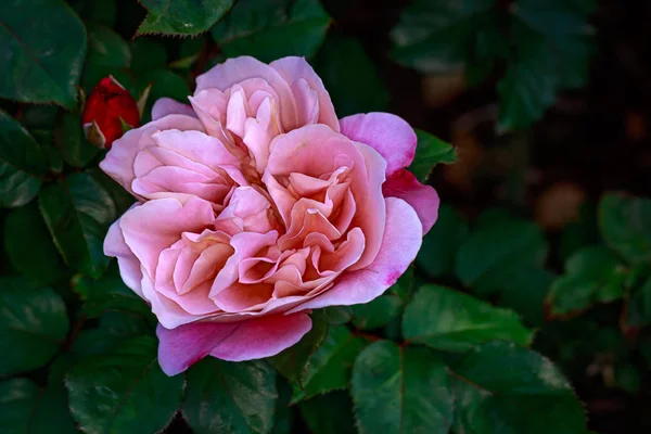 Rosa Perfumada Flor Cheia Washington Park Rose Garden Portland Oregon — Fotografia de Stock