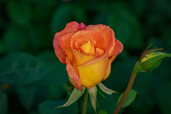 Rosa Fragante Plena Floración Washington Park Rose Garden Portland Oregon —  Fotos de Stock