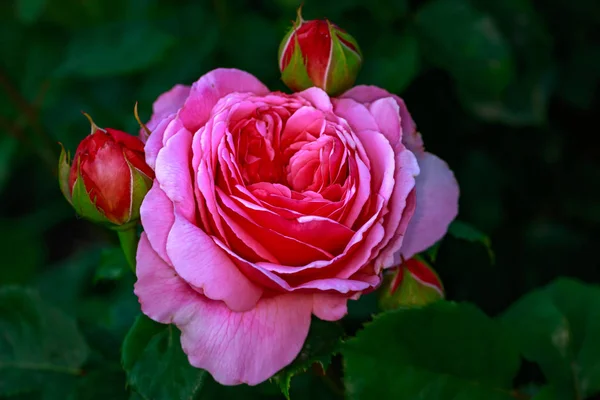 Rosa Fragante Plena Floración Washington Park Rose Garden Portland Oregon — Foto de Stock