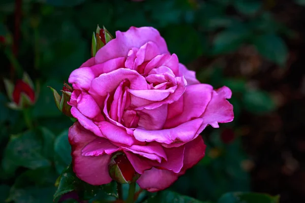 Fragrant Rose Full Blossom Washington Park Rose Garden Portland Oregon — Stock Photo, Image