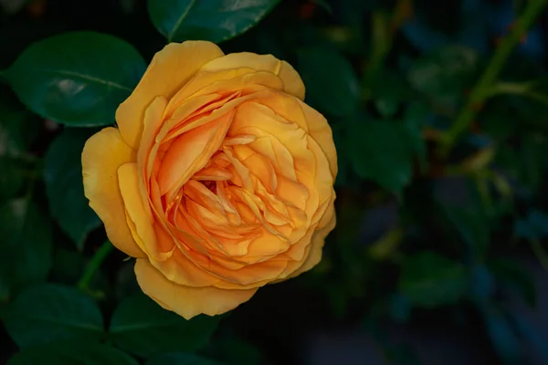 Rose Parfumée Pleine Fleur Jardin Roses Washington Park Portland Oregon — Photo