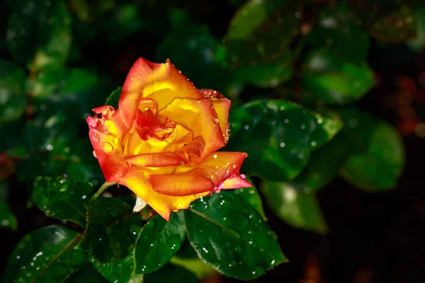 Ароматная Роза Полном Расцвете Сил Вашингтон Парк Роуз Гарден Портленд — стоковое фото