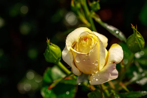 Duftende Rose Voller Blute Washington Park Rose Garden Portland