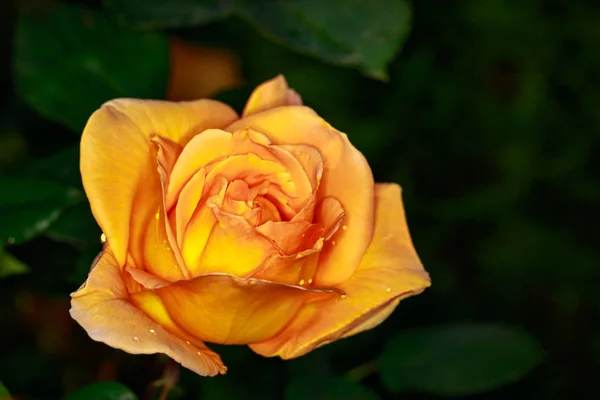 Geurende Roos Volle Bloei Washington Park Rose Garden Portland Oregon — Stockfoto