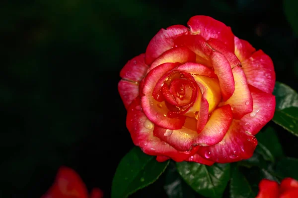 Çiçek Açan Güzel Kokulu Gül Washington Park Gül Bahçesi Portland — Stok fotoğraf