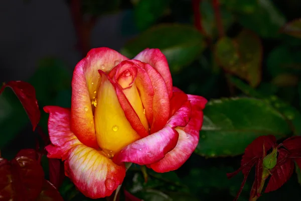 Rosa Fragante Plena Floración Washington Park Rose Garden Portland Oregon — Foto de Stock