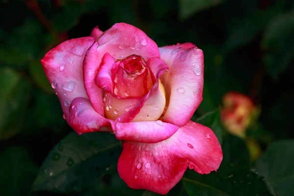 Fragrant Rose Full Blossom Washington Park Rose Garden Portland Oregon — Stock Photo, Image