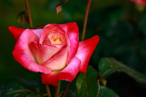 Fragrant Rose Full Blossom Washington Park Rose Garden Portland Oregon — Stock Photo, Image