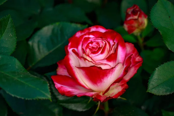 Rosa Fragante Plena Floración Washington Park Rose Garden Portland Oregon — Foto de Stock