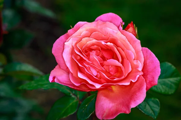 Vonící Růže Plném Květu Washington Park Rose Garden Portland Oregon — Stock fotografie