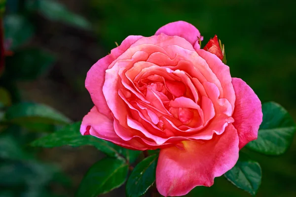 Rosa Fragante Plena Floración Washington Park Rose Garden Portland Oregon — Foto de Stock