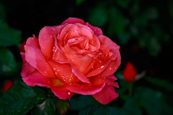 Doftande Ros Full Blom Washington Park Rose Garden Portland Oregon — Stockfoto