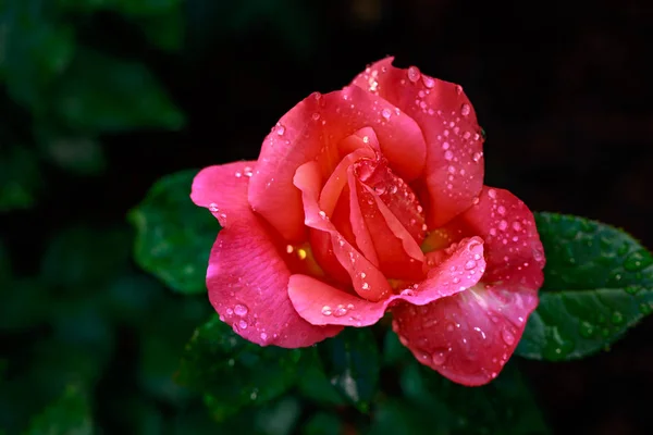 Fragrant Rose Full Blossom Washington Park Rose Garden Portland Oregon — Stock Photo, Image