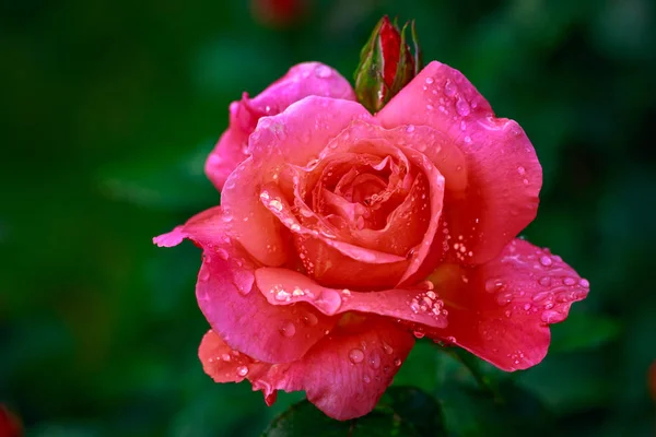 Fragrant Rose Full Blossom Washington Park Rose Garden Portland Oregon — Stock Photo, Image