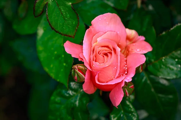 Rosa Fragante Plena Floración Washington Park Rose Garden Portland Oregon — Foto de Stock