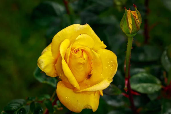 Rosa Fragante Plena Floración Washington Park Rose Garden Portland Oregon — Foto de Stock