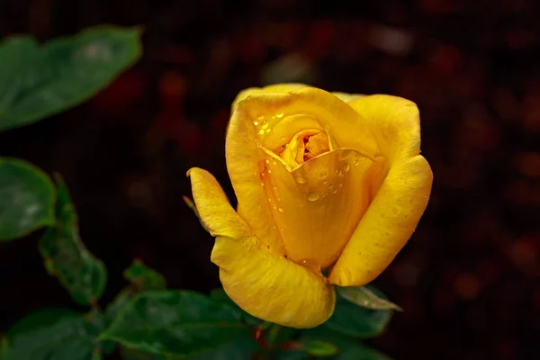 Vonící Růže Plném Květu Washington Park Rose Garden Portland Oregon — Stock fotografie