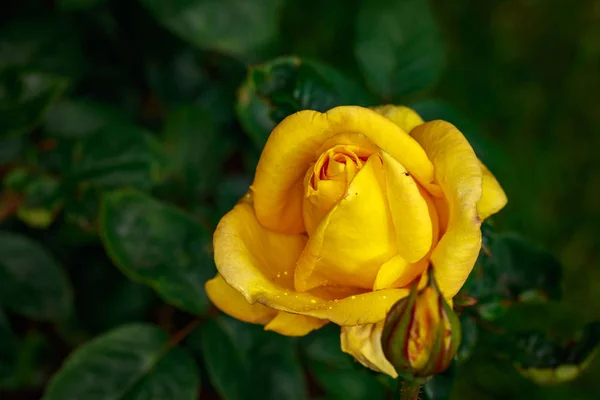 Pachnąca Róża Pełnym Rozkwicie Washington Park Rose Garden Portland Oregon — Zdjęcie stockowe