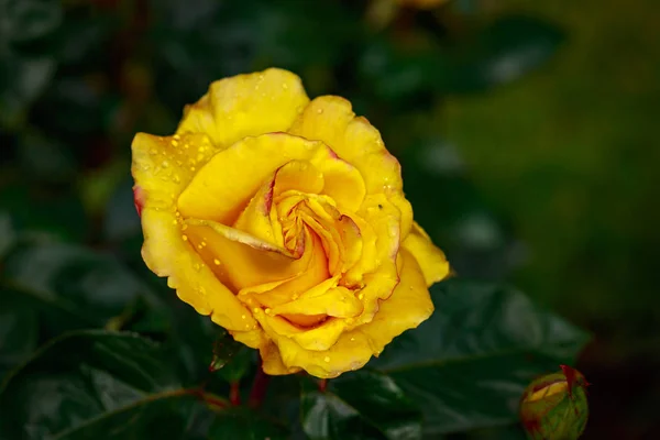 Çiçek Açan Güzel Kokulu Gül Washington Park Gül Bahçesi Portland — Stok fotoğraf