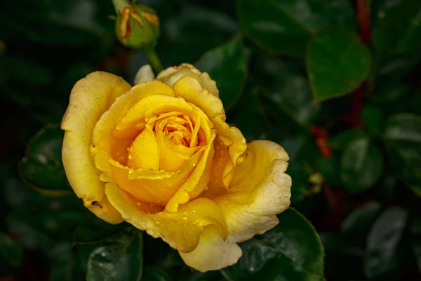 Doftande Ros Full Blom Washington Park Rose Garden Portland Oregon — Stockfoto